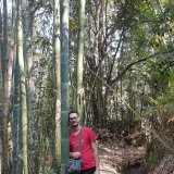 Eugenio Bamboo Forest